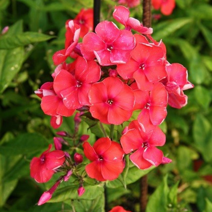Phlox paniculata 'Younique Orange Elite' Younique™ Orange Elite Garden Phlox, 1 Gallon Perennial