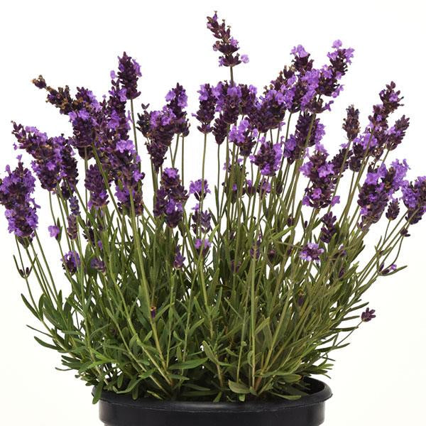 Lavandula angustifolia 'PAS1213797' Avignon Early Blue English Lavender, 1 Gallon Perennial