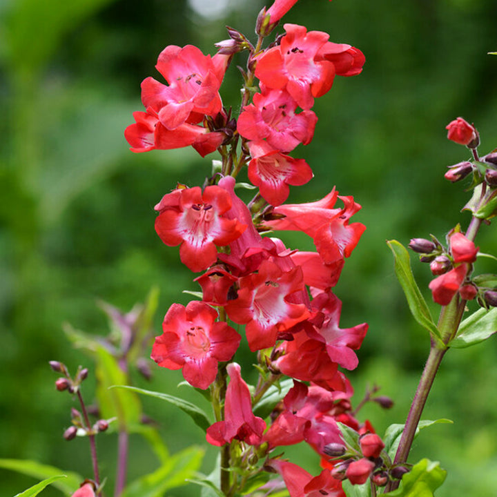 Penstemon mexicali 'Mini Bells Red' PPAF Mini Bells™ Red Penstemon, 1 Gallon Perennial