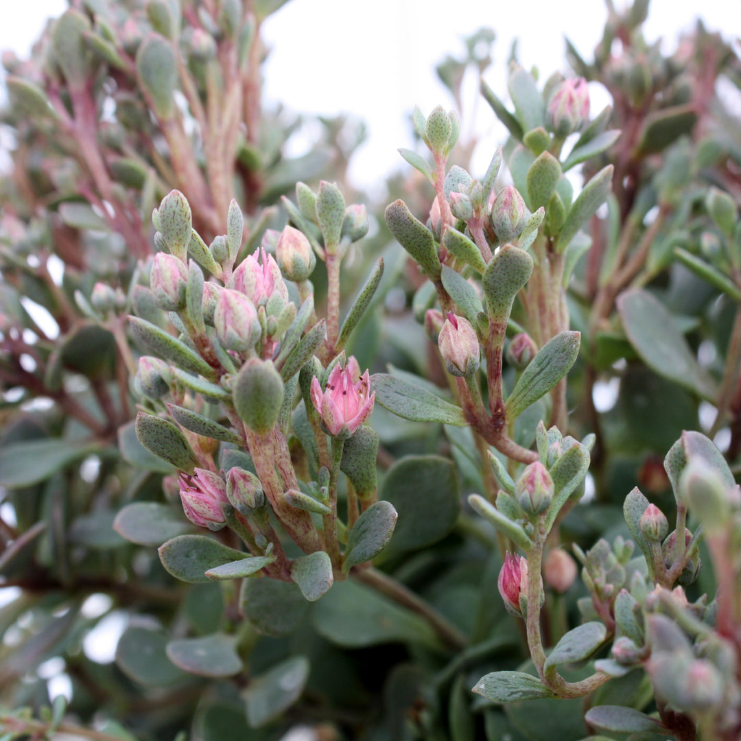 Sedum x 'Sunsparkler Blue Elf' PPAF Sunsparkler® Blue Elf Creeping Sedum, 1 Quart Perennial