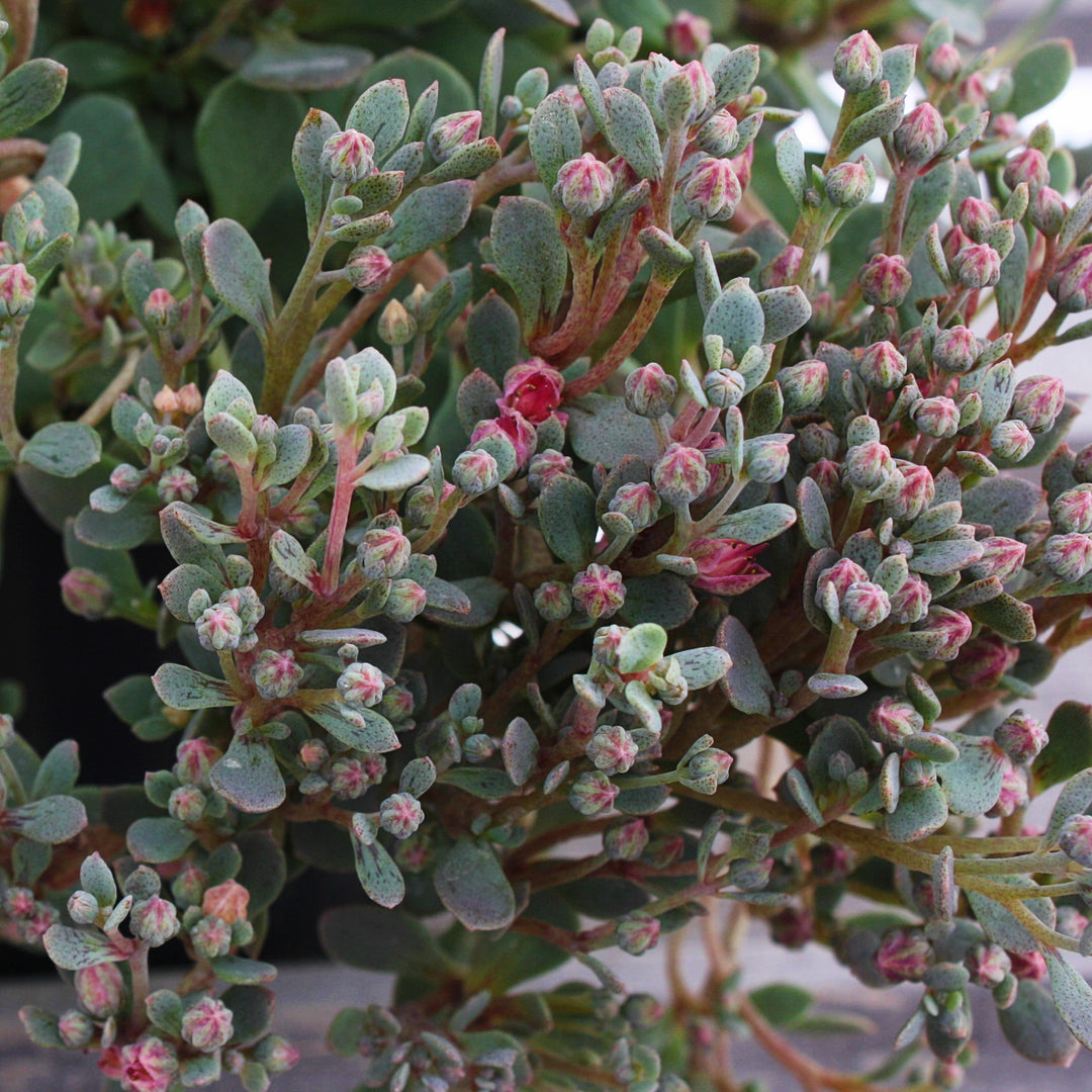 Sedum x 'Sunsparkler Blue Elf' PPAF Sunsparkler® Blue Elf Creeping Sedum, 1 Quart Perennial
