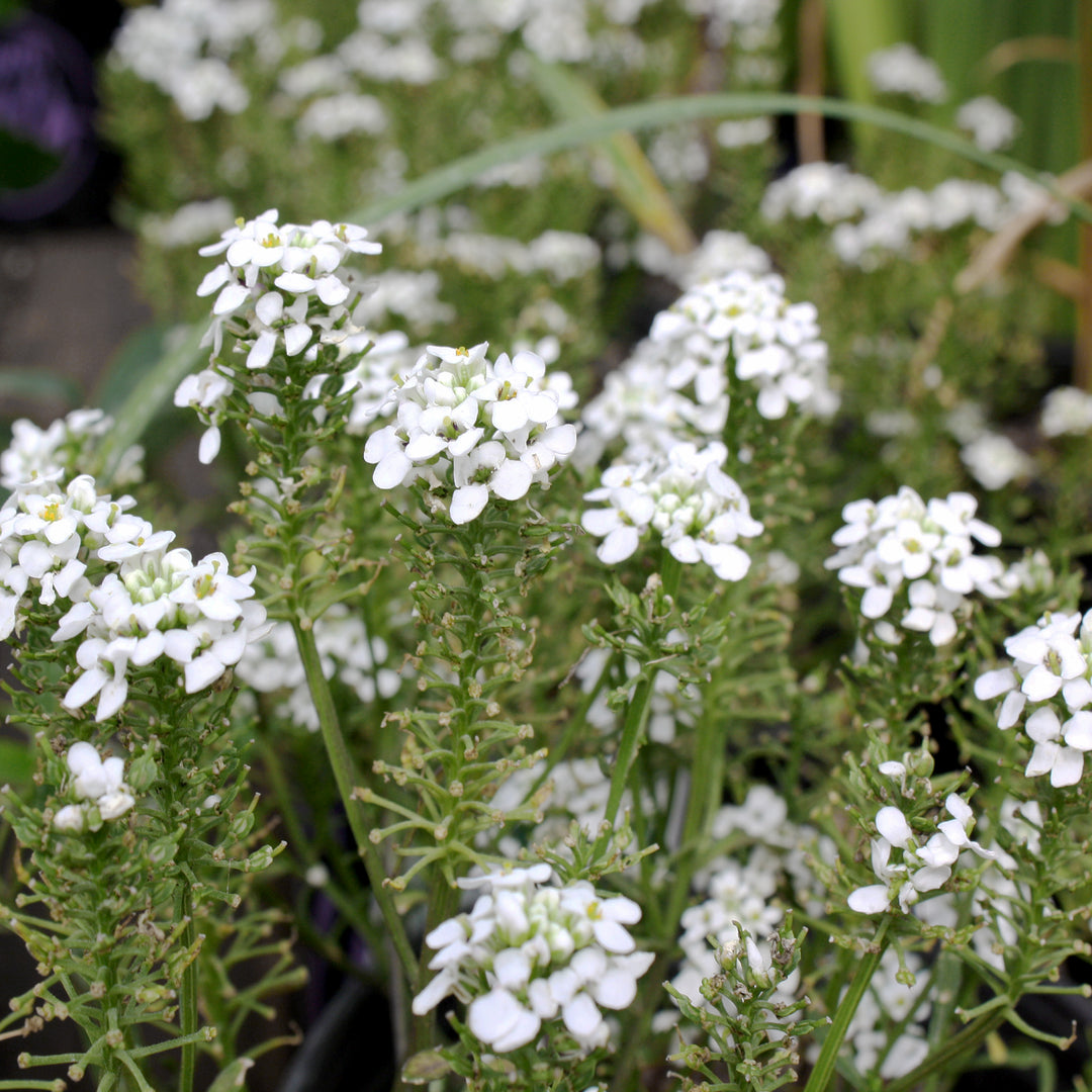 Iberis sempervirens 'Summer Snowdrift' PP30713 Candytuft, 1 Gallon Perennial