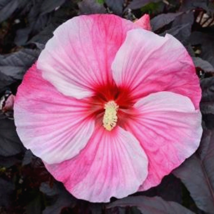 Hibiscus moscheutos 'Starry Starry Night' PP24901 Hardy Hibiscus, 2 Gallon Perennial