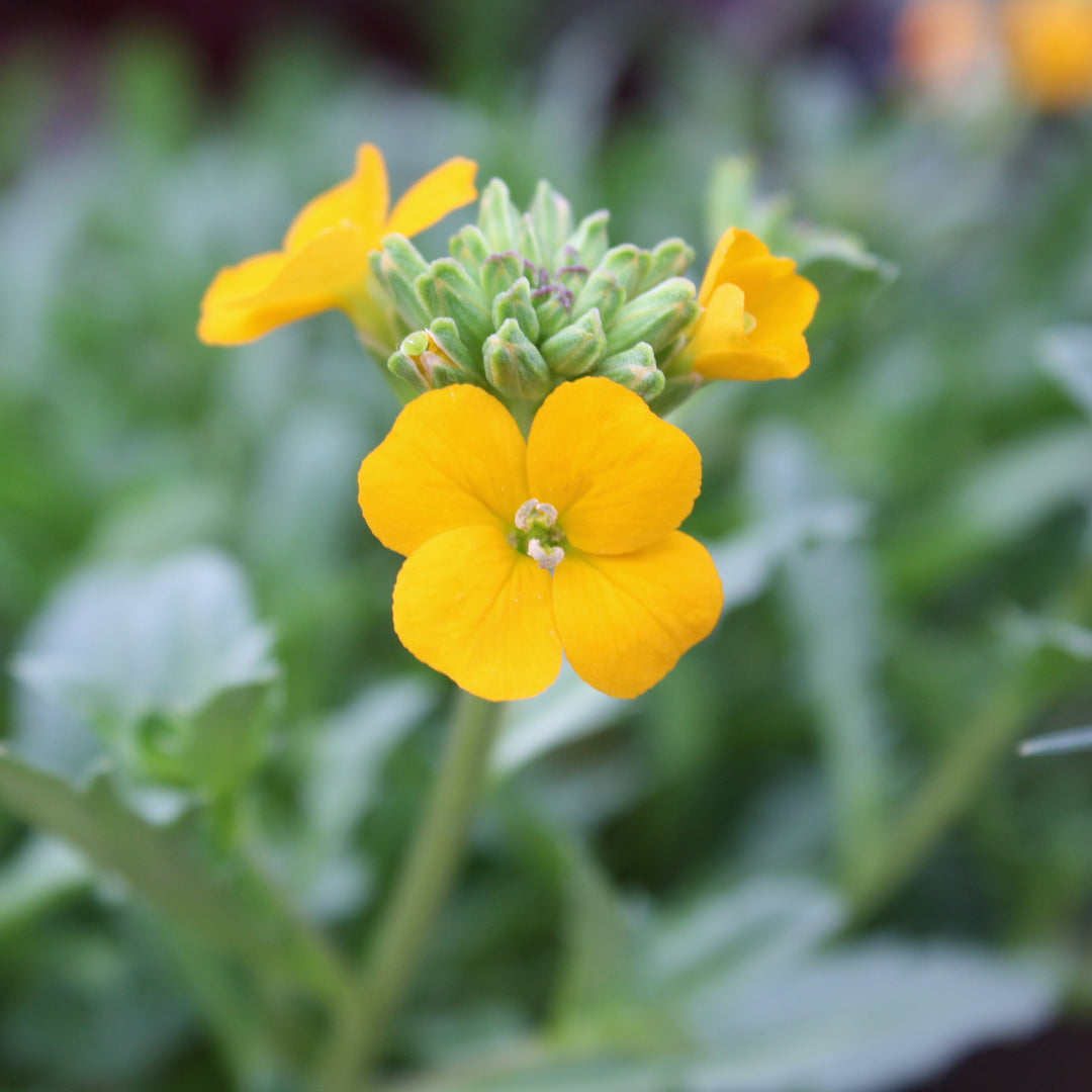 Erysimum x 'KLEEY22071' Brightside™ Orange Glow Wallflower, 1 Gallon Perennial