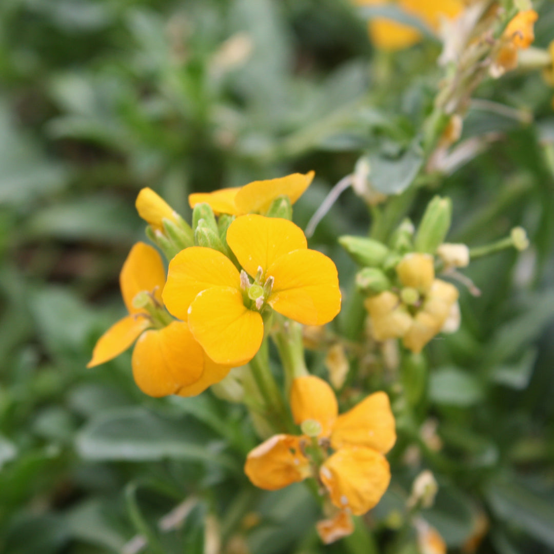 Erysimum x 'KLEEY22071' Brightside™ Orange Glow Wallflower, 1 Gallon Perennial