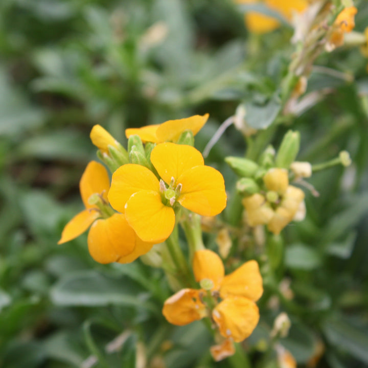 Erysimum x 'KLEEY22071' Brightside™ Orange Glow Wallflower, 1 Gallon Perennial