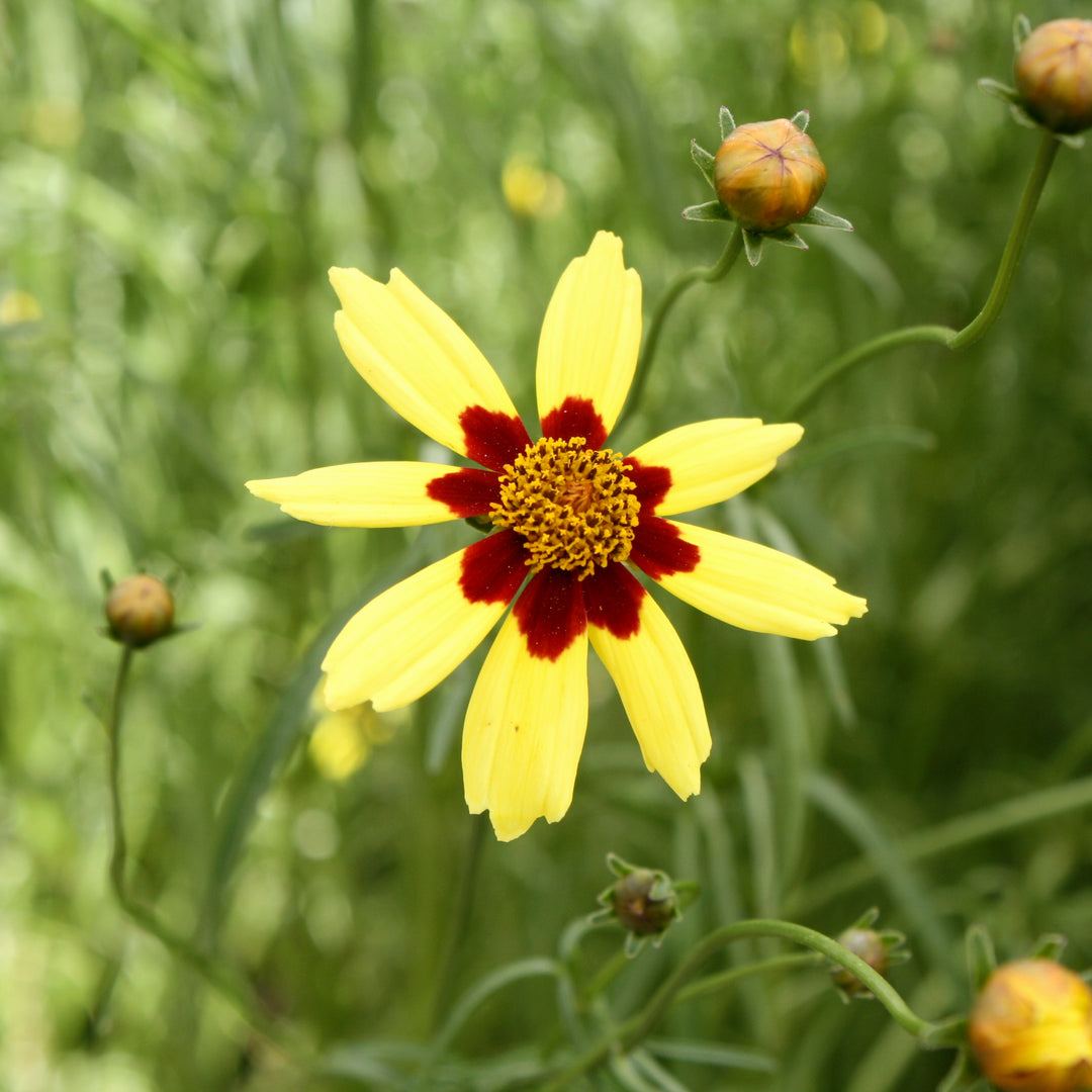 Coreopsis x 'Electric Sunshine' PP30975 Coreopsis, 1 Gallon Perennial