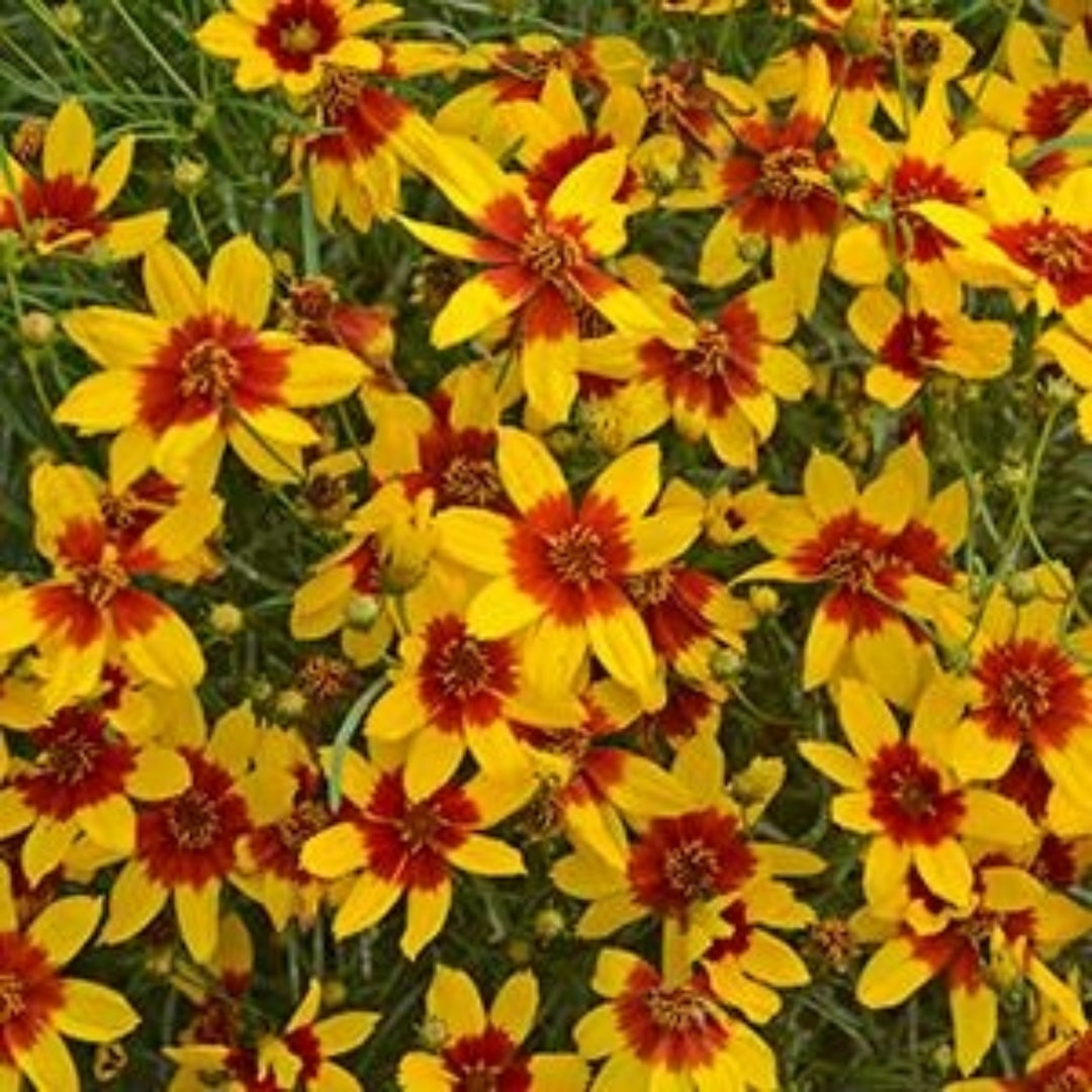 Coreopsis verticillata 'Curry Up' PP28521 Threadleaf Coreopsis, 1 Gallon Perennial