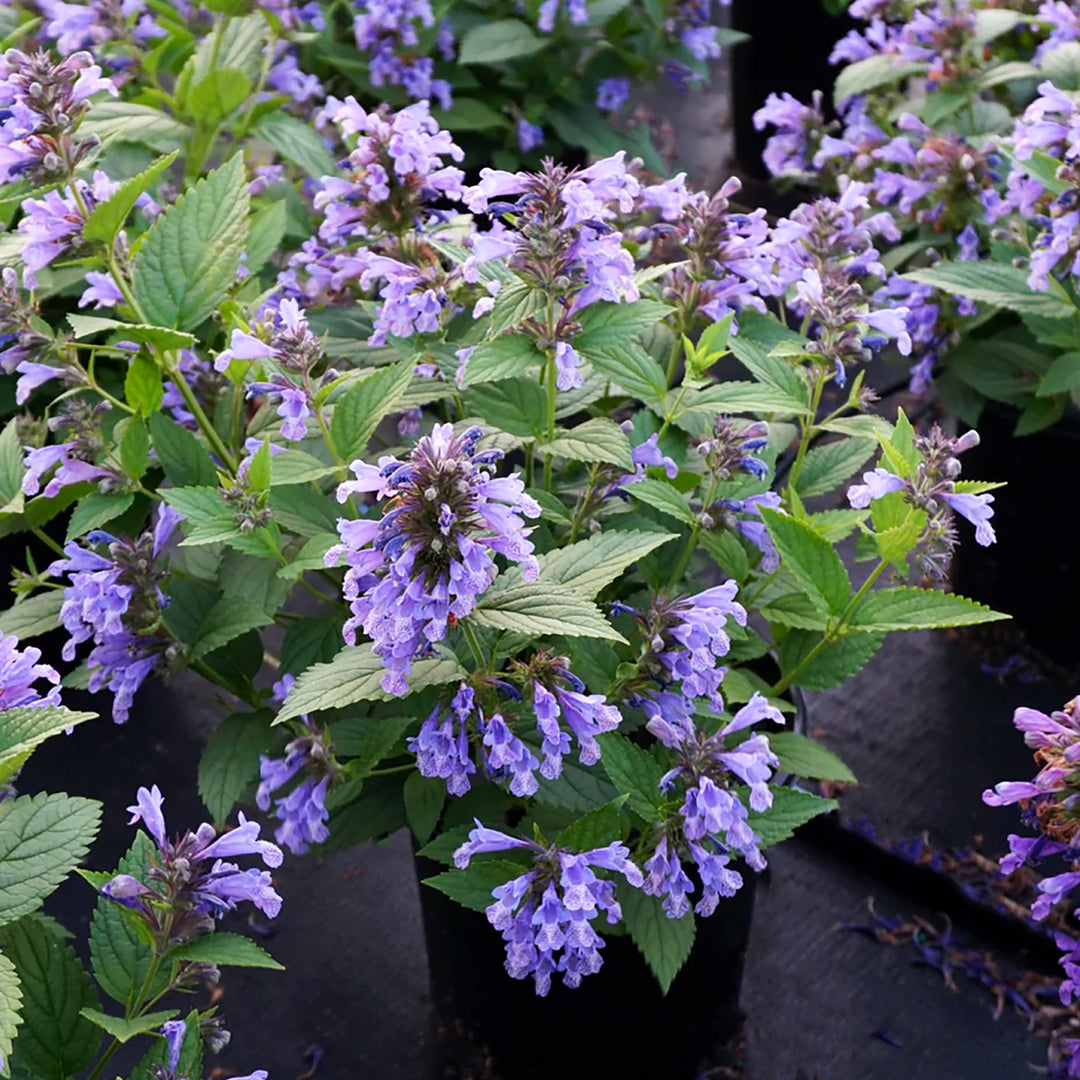 Nepeta subsessilis 'Balneplud' PP31901 Prelude ™ Blue Japanese Catmint, 1 Gallon Perennial