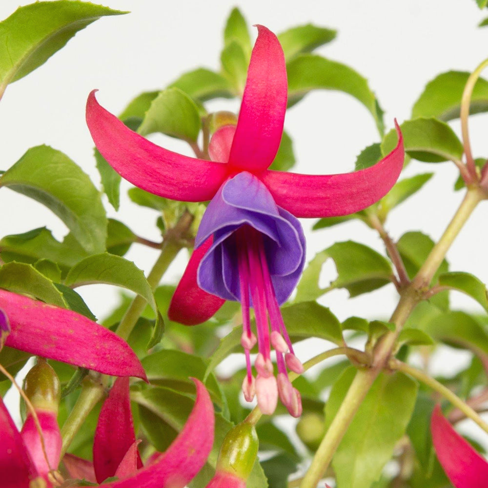 Fuchsia magellanica 'Magic Lanterns' Hardy Fuchsia, 1 Gallon Perennial