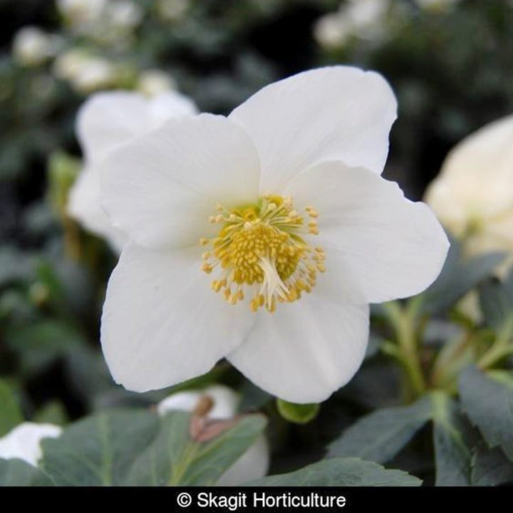 Helleborus niger 'COSEH 1000' PP25316 HGC® Jesko Hellebore, 1 Quart Perennial