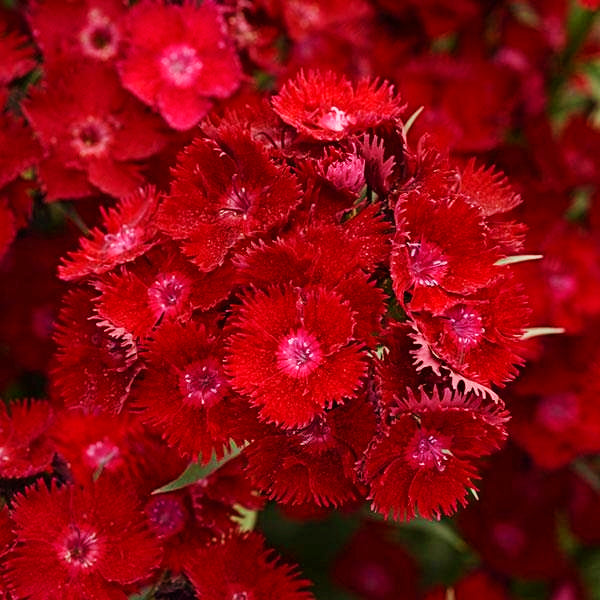 Dianthus x barbatus 'PAS1141436' Rockin'™ Red Carnation, 1 Gallon Perennial