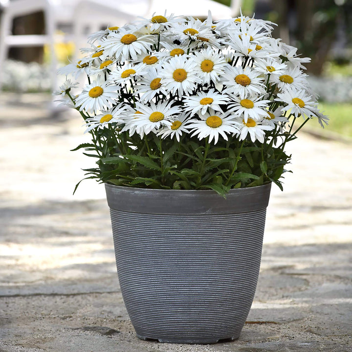 Leucanthemum x superbum 'Madonna' Shasta Daisy, 1 Gallon Perennial