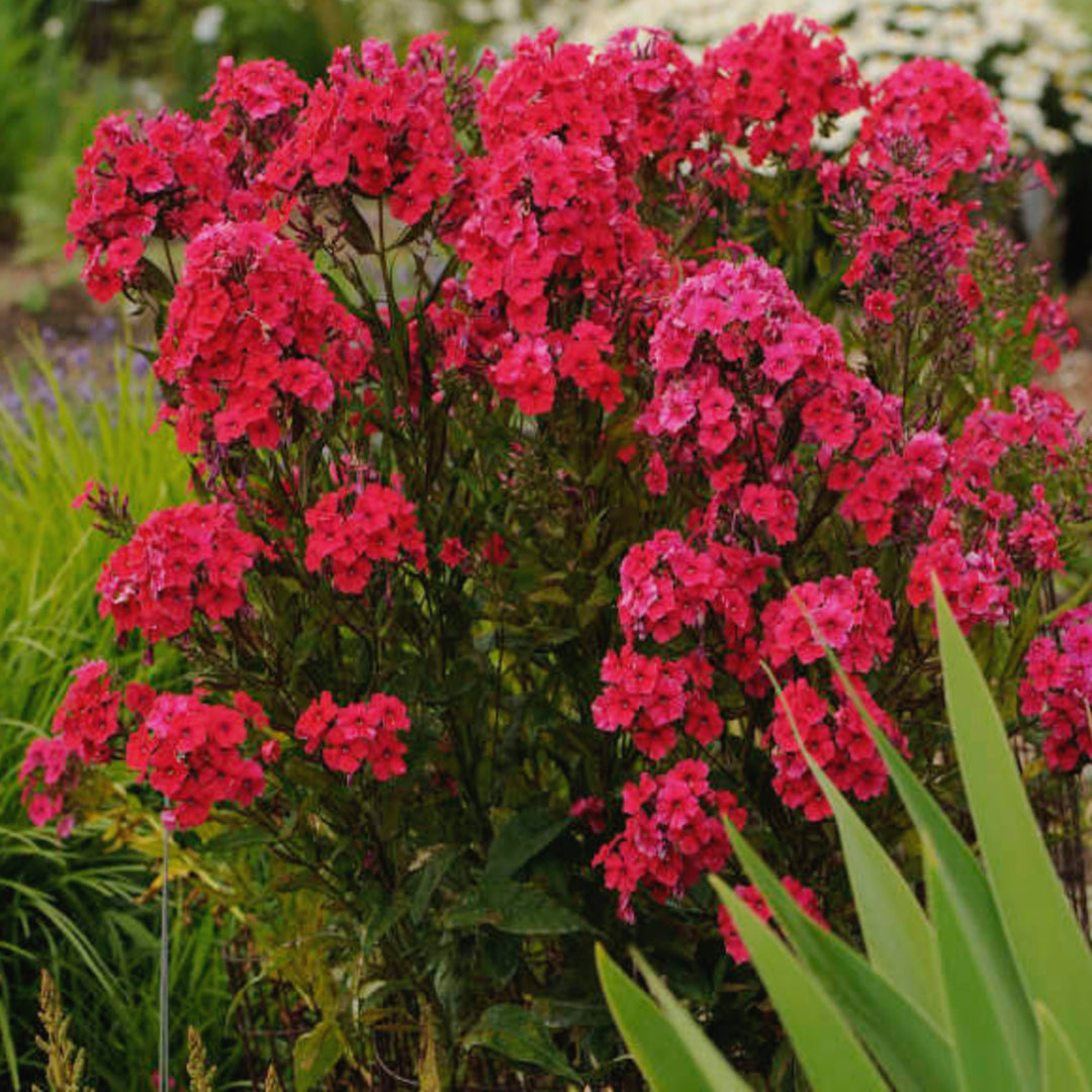 Phlox paniculata 'Red Riding Hood' Garden Phlox, 1 Gallon Perennial