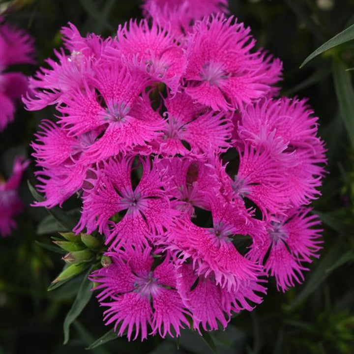 Dianthus x barbatus 'PAS1350219' Rockin'™ Purple Carnation, 1 Gallon Perennial