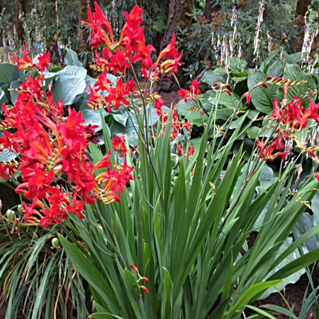 Crocosmia masoniorum 'Diablito' Crocosmia, 1 Gallon Perennial