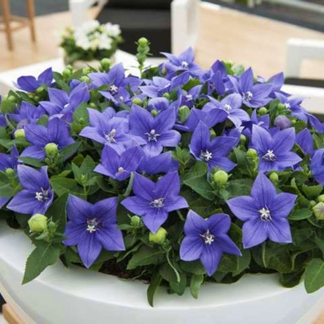 Platycodon grandiflorus 'Astra Blue' Balloon Flower, 1 Gallon Perennial