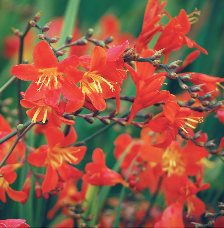 Crocosmia x 'Clivie' Crocosmia, 1 Gallon Perennial