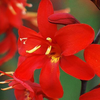 Crocosmia masoniorum 'Erika' Crocosmia, 1 Gallon Perennial
