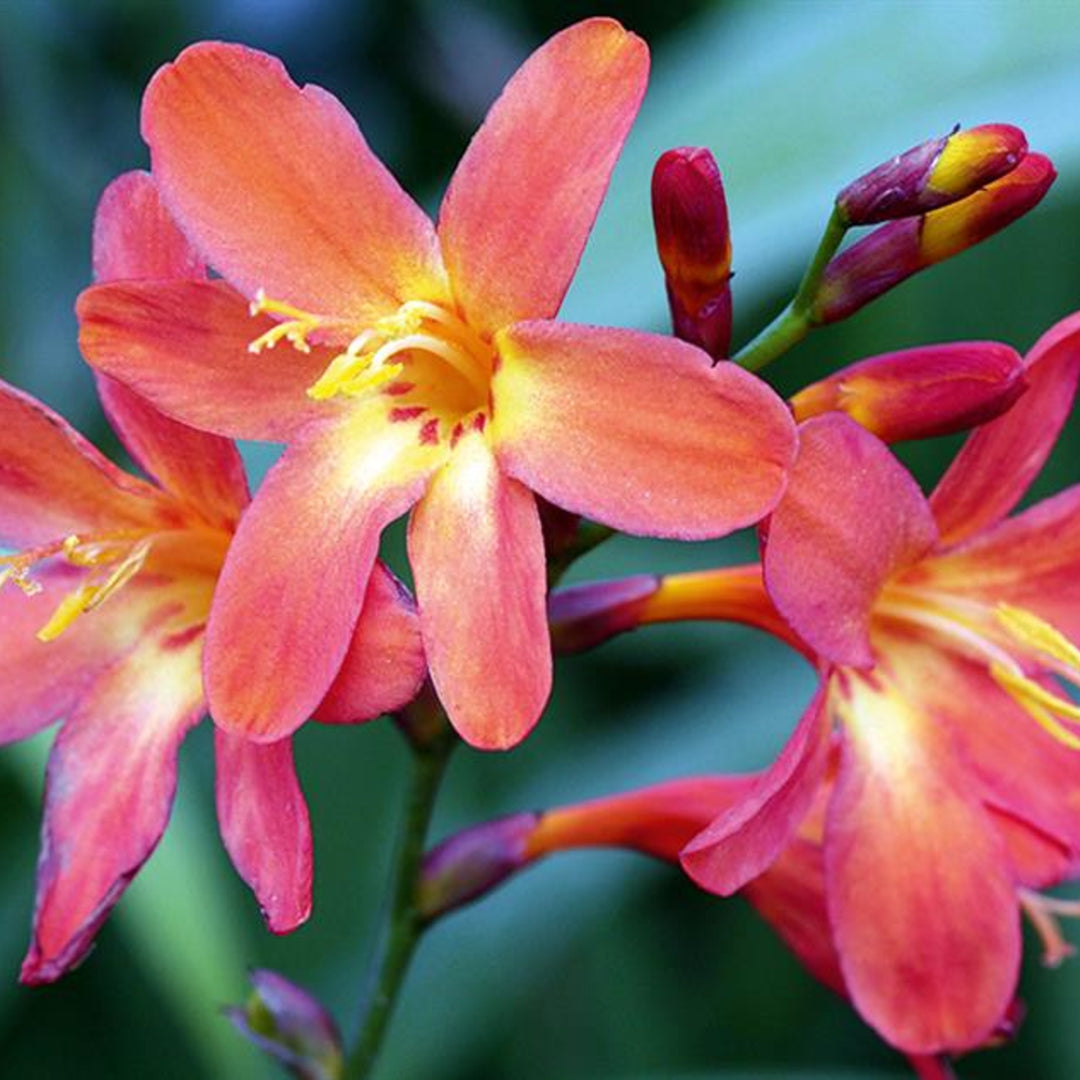 Crocosmia x crocosmiiflora 'Pink Carmine' Crocosmia, 1 Gallon Perennial