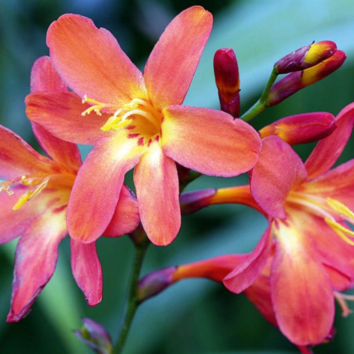 Crocosmia x crocosmiiflora 'Pink Carmine' Crocosmia, 1 Gallon Perennial