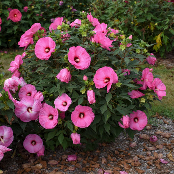 Hibiscus moscheutos 'Candy Crush' PP32587 Summerific® Candy Crush Hardy Hibiscus, 2 Gallon Perennial