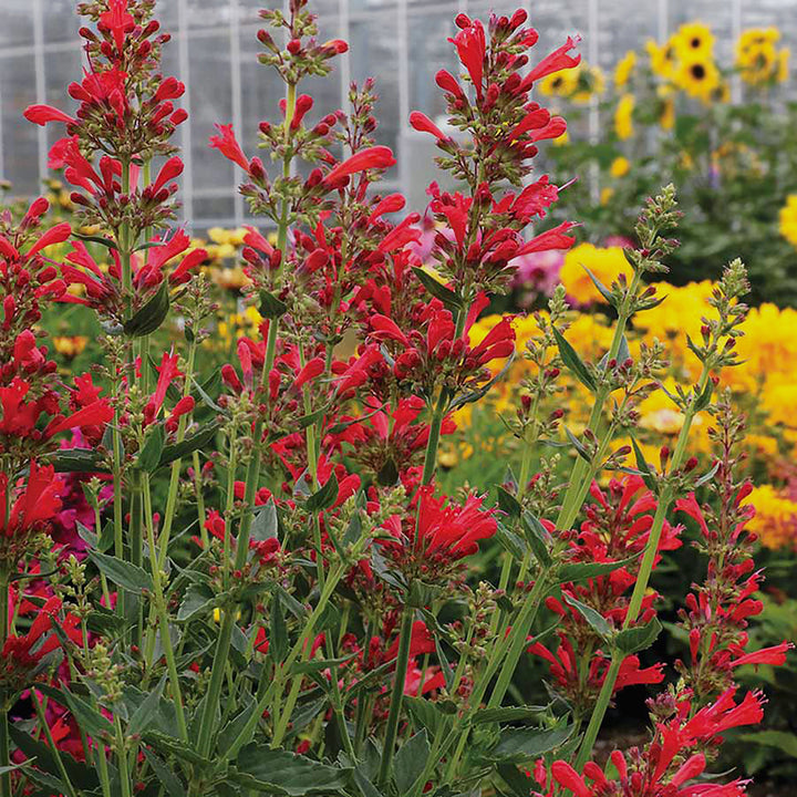Agastache x 'TNAGAKR' PP30375 Kudos® Red Hummingbird Mint, 1 Gallon Perennial