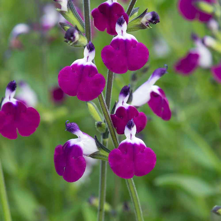 Salvia greggii 'Amethyst Lips' Salvia, 1 Gallon Perennial