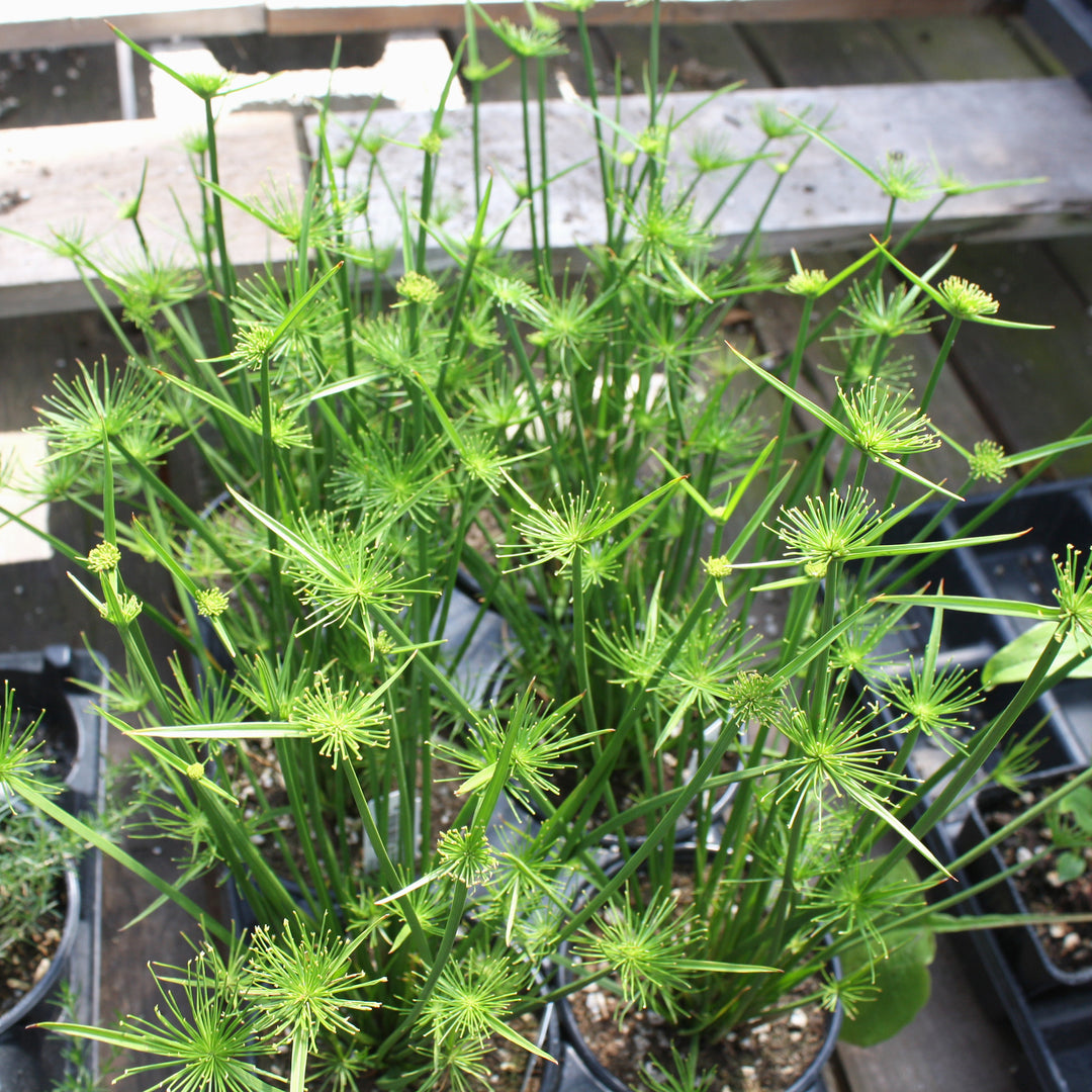 Cyperus prolifer 'Little Prince' Dwarf Papyrus, 1 Quart Perennial