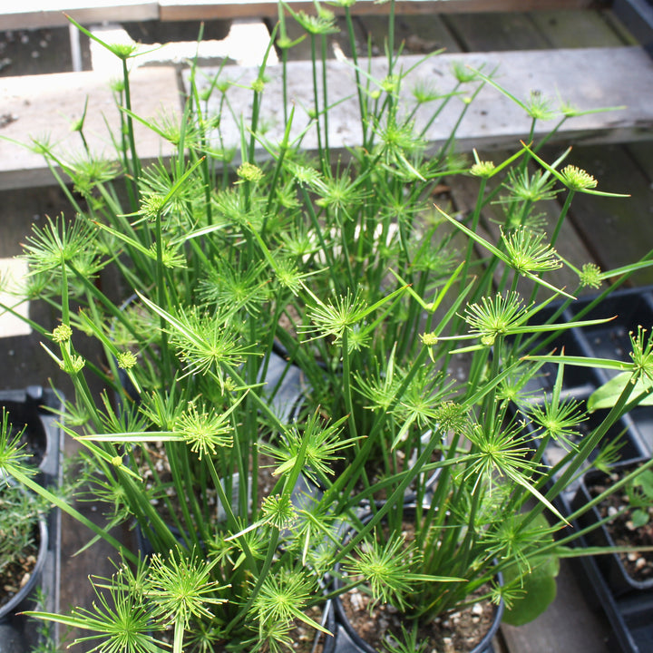 Cyperus prolifer 'Little Prince' Dwarf Papyrus, 1 Quart Perennial
