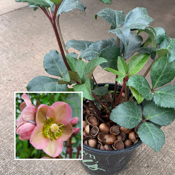 Helleborus x 'Angel Glow' Hellebore, 1 Gallon Perennial