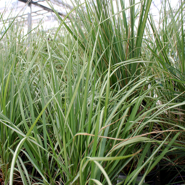 Calamagrostis x acutiflora 'Lightning Strike' Feather Reed Grass, 1 Gallon Perennial