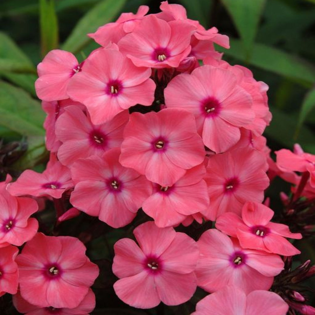 Phlox paniculata 'Ditomdre' PP20907 Coral Crème Drop™ Garden Phlox, 1 Gallon Perennial