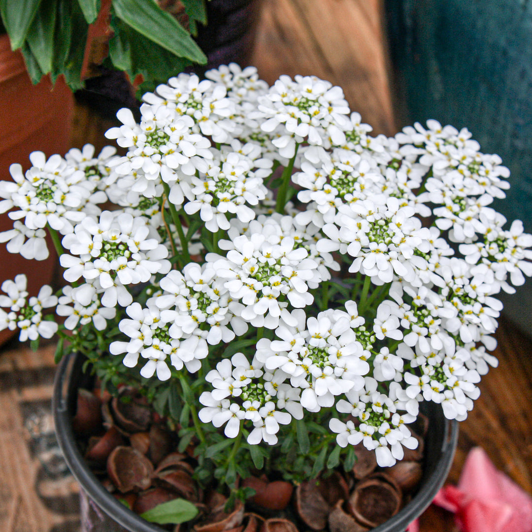 Iberis sempervirens 'Tuff Candy' Candytuft, 1 Gallon Perennial