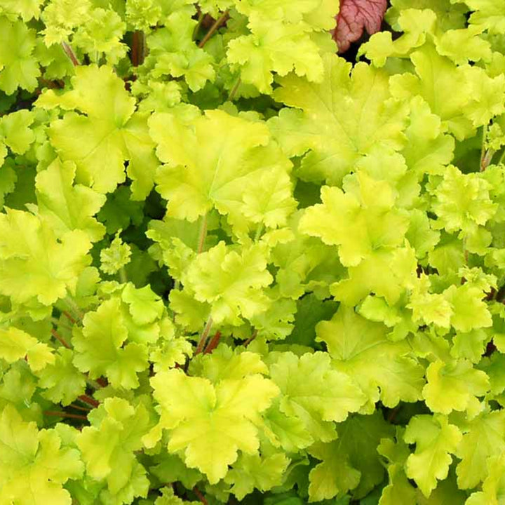 Heuchera 'Firefly' Coral Bells, 1 Gallon Perennial