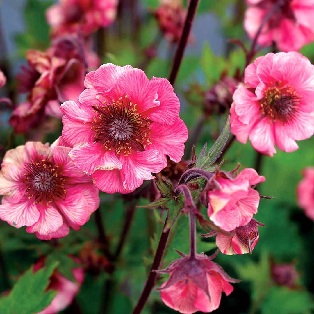 Geum x 'TNGEUTR' PP31209 Tempo™ Rose Geum, 1 Gallon Perennial