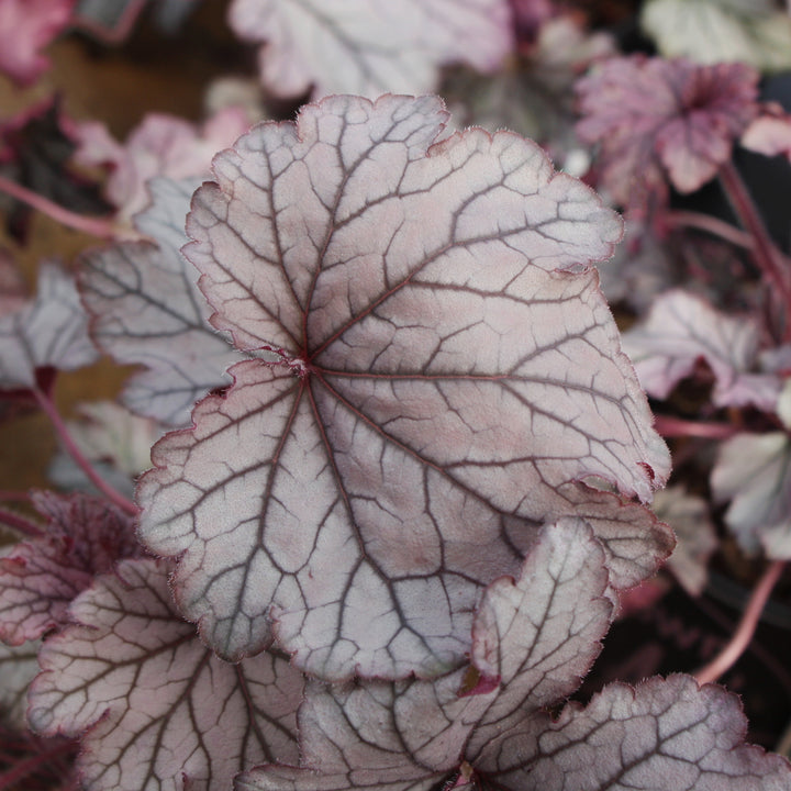 Heuchera 'Spellbound' PP24103 Coral Bells, 1 Gallon Perennial