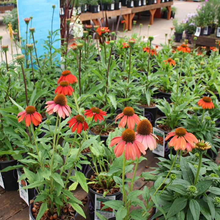 Echinacea x 'PAS1257973' PP32735 Artisan™ Collection Red Ombre Coneflower, 1 Gallon Perennial