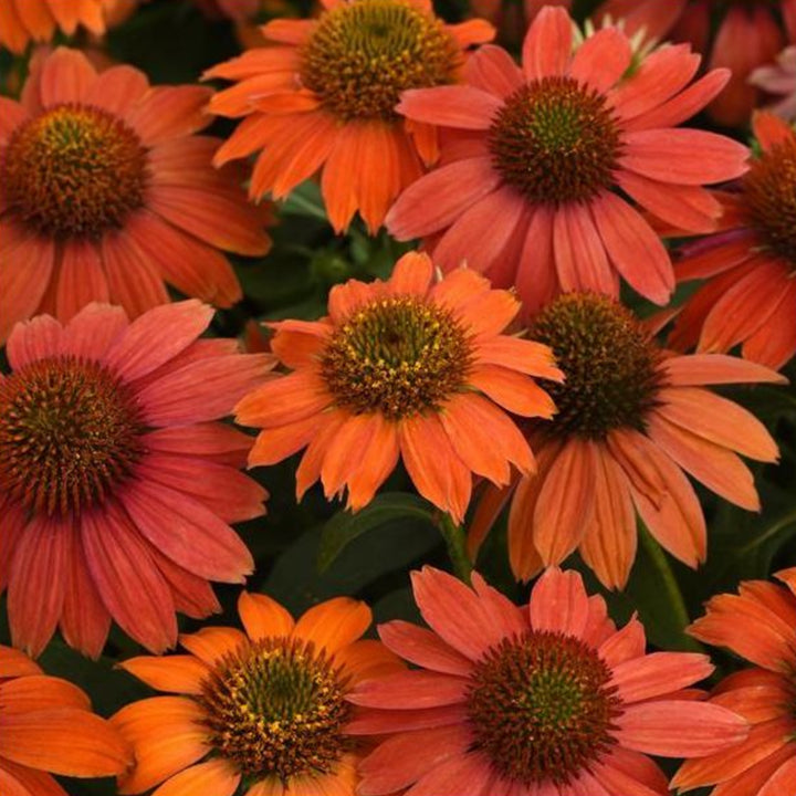 Echinacea x 'PAS1257973' PP32735 Artisan™ Collection Red Ombre Coneflower, 1 Gallon Perennial