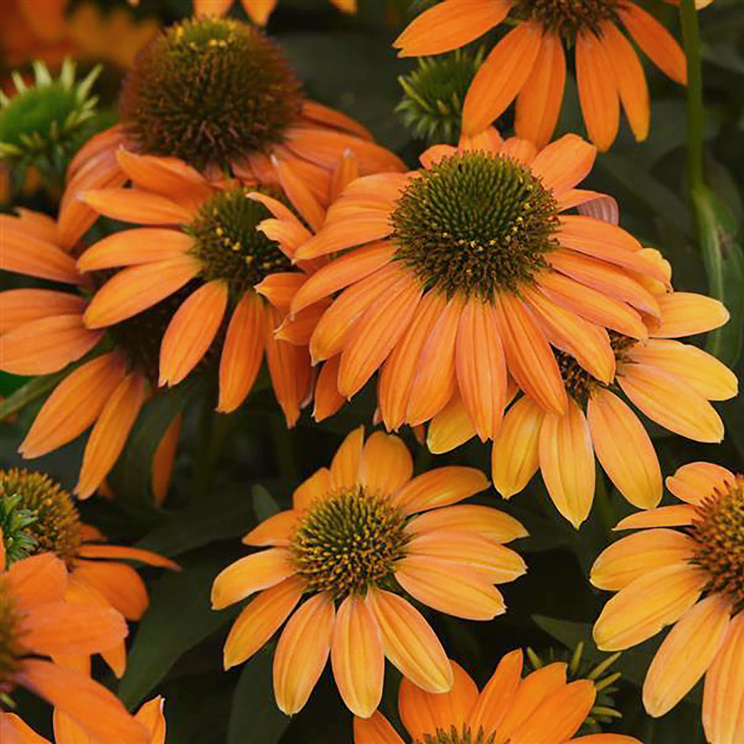 Echinacea x 'PAS1308374' Artisan™ Collection Soft Orange Coneflower, 1 Gallon Perennial