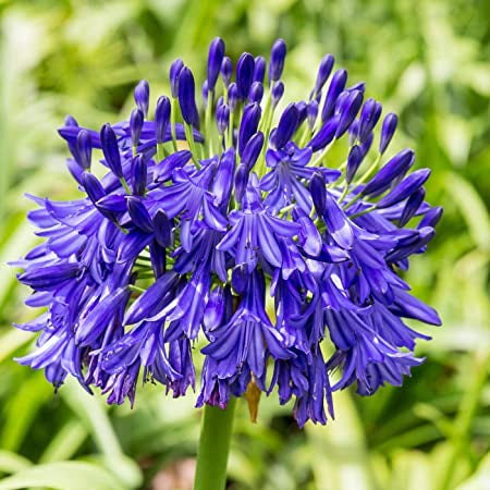 Agapanthus campanulatus var. patens 'Brilliant Blue' PP25966 Lily of the Nile, 1 Gallon Perennial