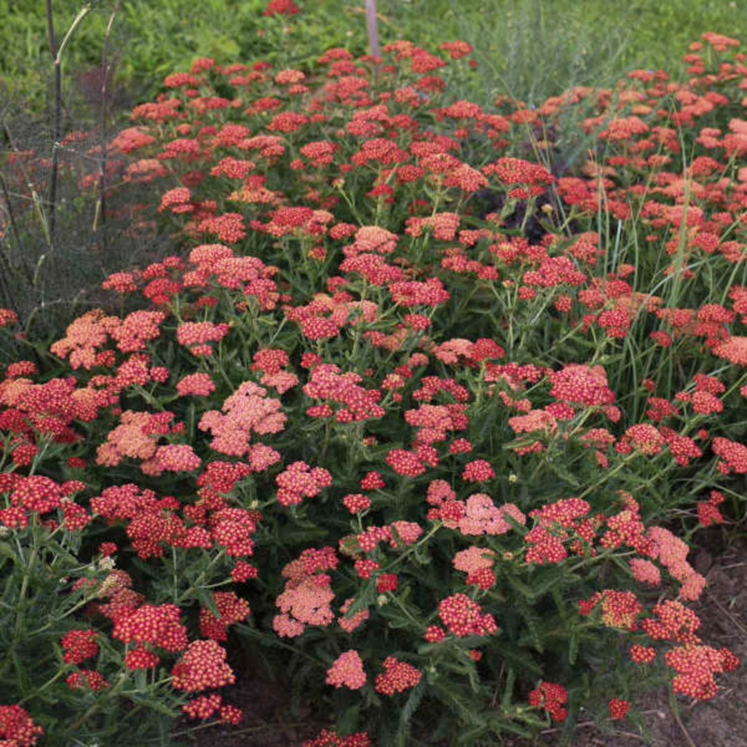 Achillea alpina 'Sassy Summer Sangria' PP31355 Yarrow, 2 Gallon Perennial