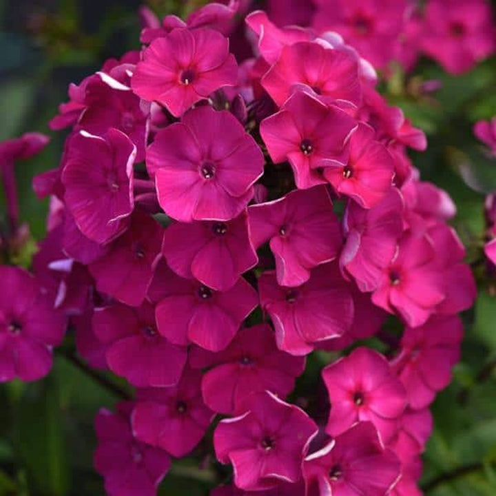 Phlox paniculata 'Balsukafus' Super Ka-Pow™ Fuchsia Garden Phlox, 1 Gallon Perennial