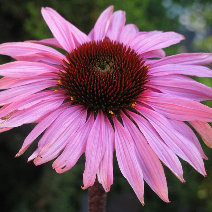 Echinacea 'Compact Rose' Prairie Splendor™ Compact Rose Coneflower, 1 Gallon Perennial