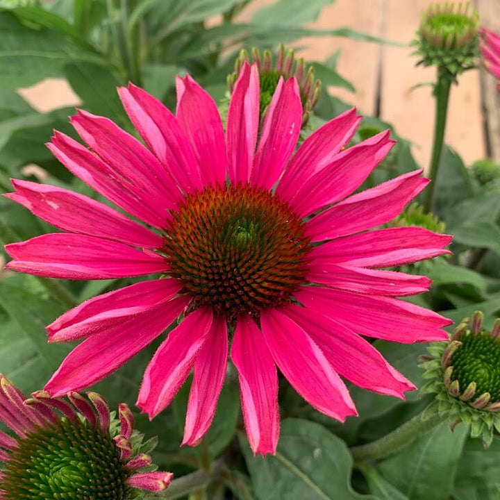 Echinacea 'Compact Rose' Prairie Splendor™ Compact Rose Coneflower, 1 Gallon Perennial