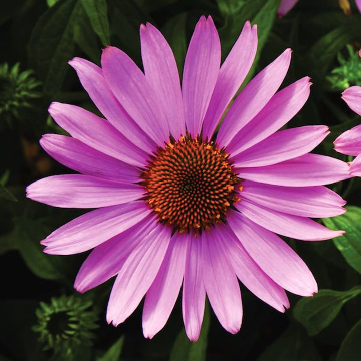 Echinacea 'Compact Rose' Prairie Splendor™ Compact Rose Coneflower, 1 Gallon Perennial