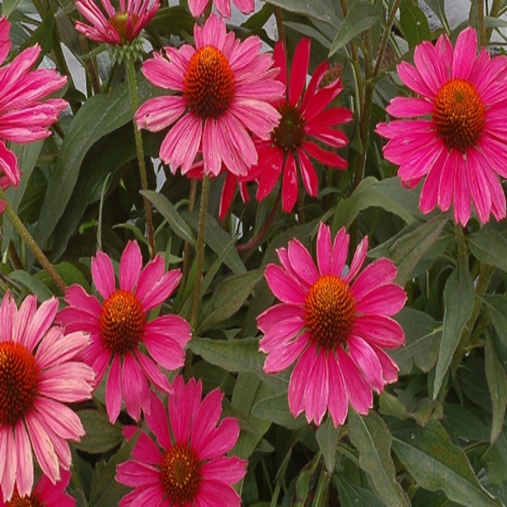 Echinacea 'Compact Rose' Prairie Splendor™ Compact Rose Coneflower, 1 Gallon Perennial