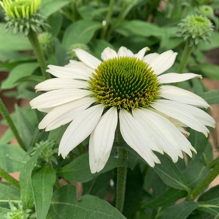Echinacea 'Compact Rose' Prairie Splendor™ Compact Rose Coneflower, 1 Gallon Perennial
