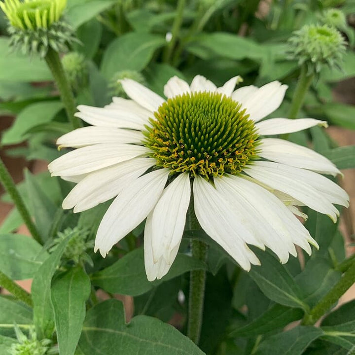 Echinacea 'Compact Rose' Prairie Splendor™ Compact Rose Coneflower, 1 Gallon Perennial