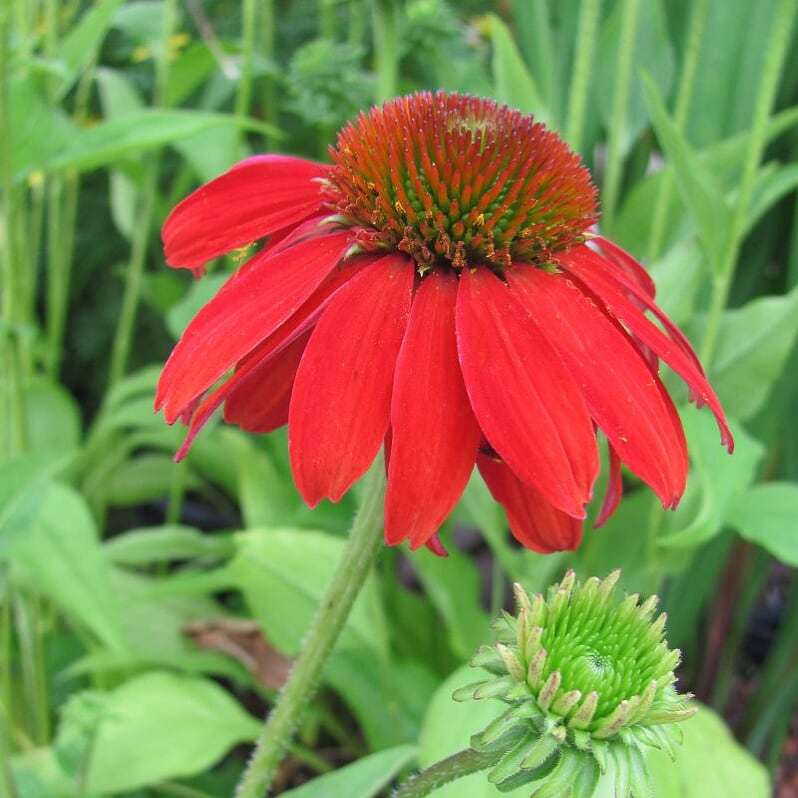 Echinacea 'Compact Rose' Prairie Splendor™ Compact Rose Coneflower, 1 Gallon Perennial